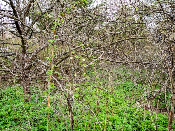 Underbrush Clearing in South Zanesville