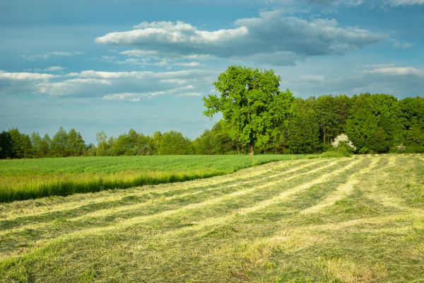 Cost of Vegetation Removal in South Zanesville