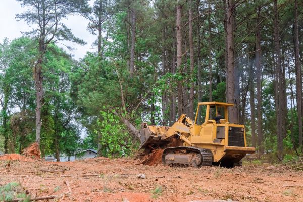 Forest Thinning in South Zanesville