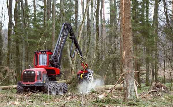 Cost of Forest Clearance Service in South Zanesville