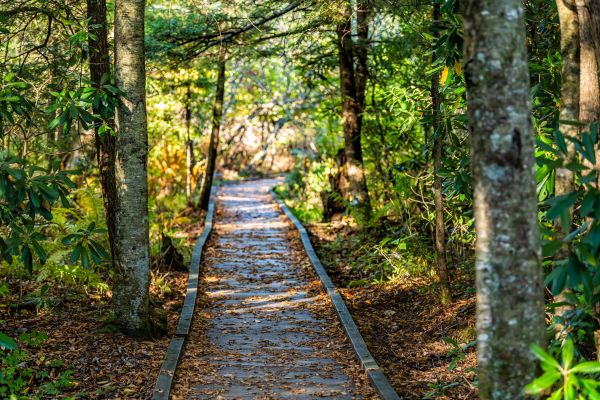 Cost of Trail Clearing in South Zanesville
